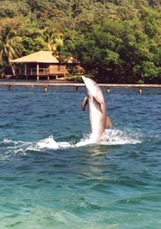 dolphin leaping