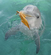 dolphin with leaf