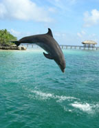 dolphin jumping