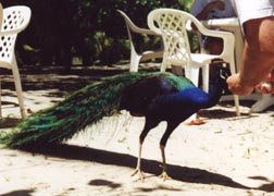 Peacock