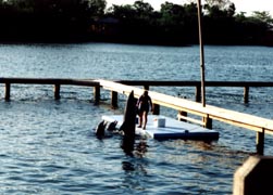 Dophins at Platform