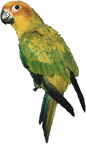 Parrot